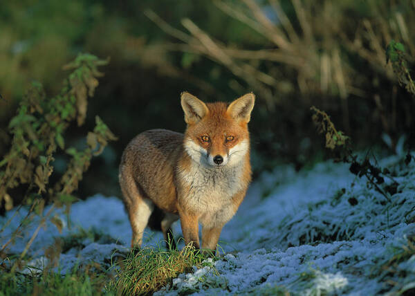 Animal Poster featuring the photograph European Red Fox Vulpes Vulpes In Field by Nhpa
