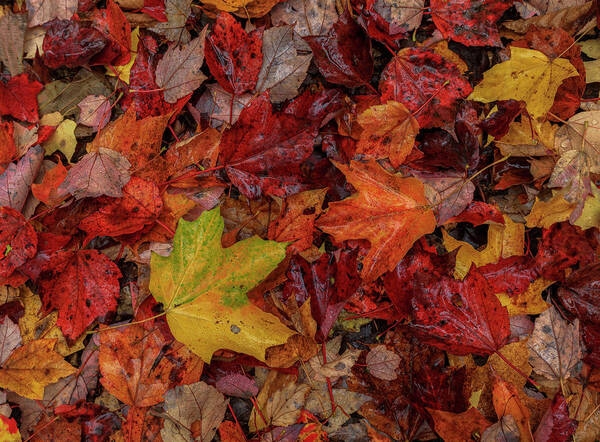 Autumn Poster featuring the photograph Fall Colors by Rob Davies