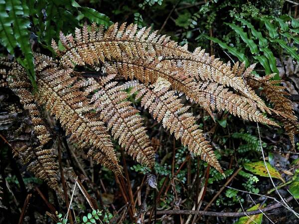 Ferns Poster featuring the photograph Fern leaves close up by Martin Smith