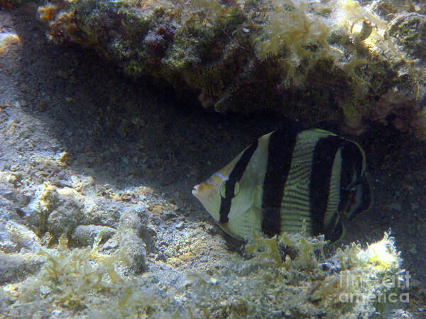 Fish Life In St. Thomas Poster featuring the photograph Fish Life In St. Thomas by Barbra Telfer