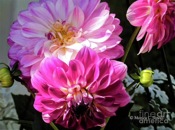 Dahlia Flowers Poster featuring the photograph Flowers Hanging No. HGF14 by Monica C Stovall