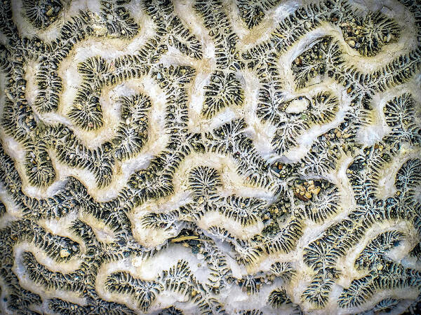 Coral Poster featuring the photograph Fossilized Brain Coral by Pheasant Run Gallery