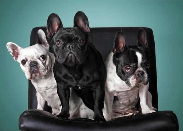 Pets Poster featuring the photograph French Bulldogs by Retales Botijero