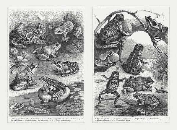 Tadpole Poster featuring the digital art Frogs, Wood Engravings, Published by Zu 09