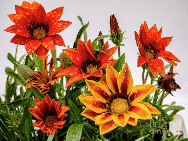 Botanical Poster featuring the photograph Gazanias (gazania Sp.) Mixture by Ian Gowland/science Photo Library