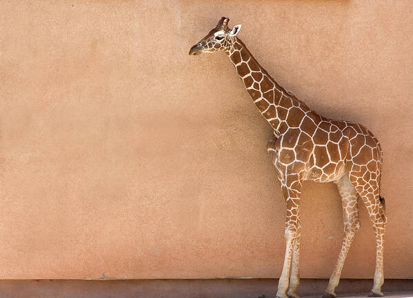 Natural Pattern Poster featuring the photograph Giraffe In Fornt Of Wall by R.daut