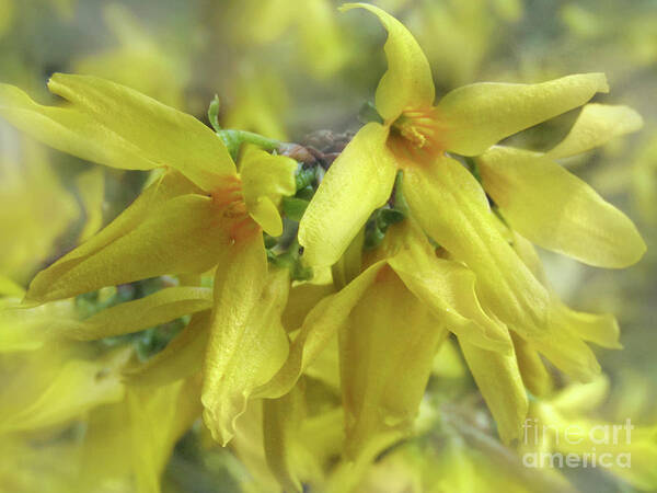 Forsythia Poster featuring the photograph Glowing April 2 by Kim Tran