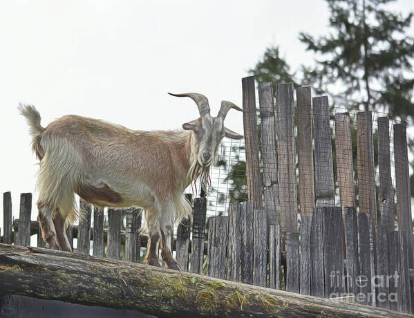 Goat Poster featuring the photograph Goat On The Roof by Vivian Martin