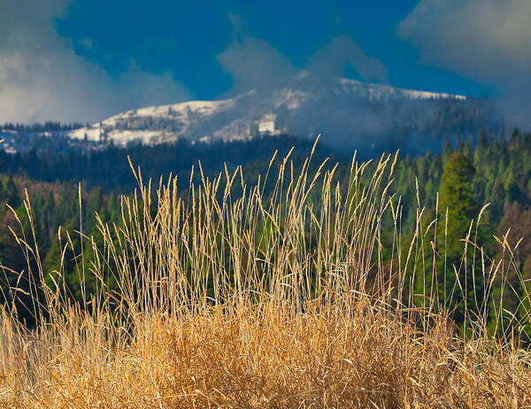 Mountain Poster featuring the photograph Gold Grass Snowy Peak by Tom Gresham