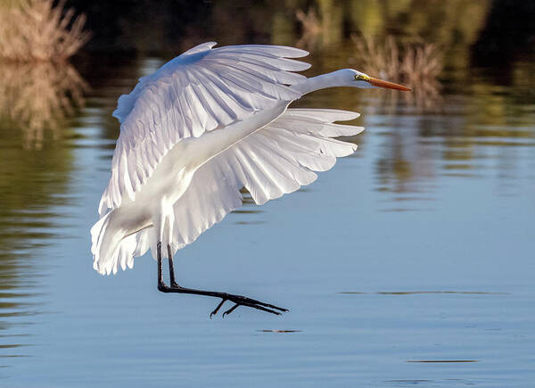Great Egret Poster featuring the photograph Great Egret 3822-110419 by Tam Ryan
