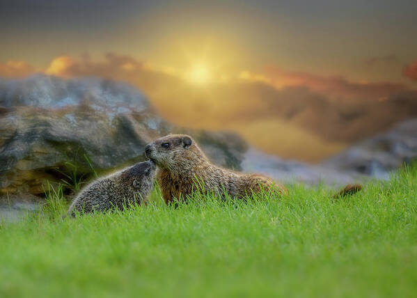 Animal Poster featuring the photograph Groundhog Morning by Bob Orsillo
