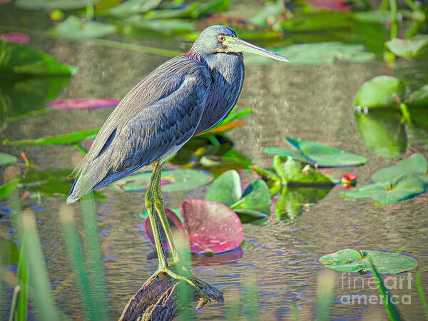 Birds Poster featuring the photograph Heron on Perch Patrol by Judy Kay