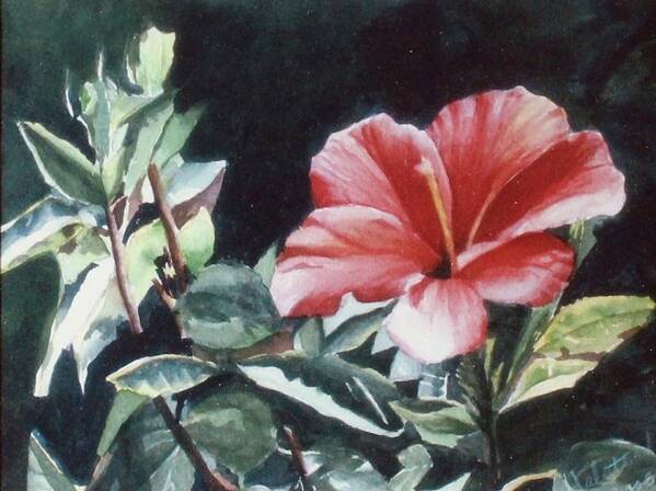 Watercolor Poster featuring the painting Hibiscus by Patricia Halstead