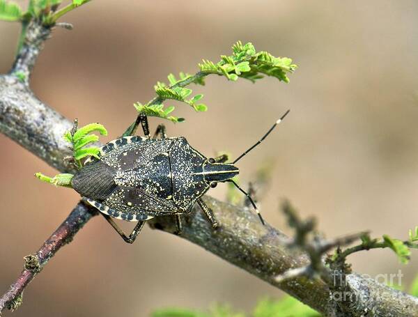 Top View Poster featuring the photograph Hong Kong Shield Bug On A Branch by K Jayaram/science Photo Library