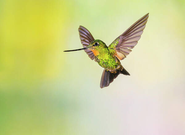 Vertebrate Poster featuring the photograph Hummingbird , Buff-winged Starfrontlet by Kencanning