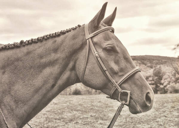 Arena Poster featuring the photograph Hunter Ready by Dressage Design