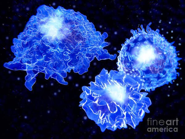 Macrophage Poster featuring the photograph Immune System Cells by Juan Gaertner/science Photo Library