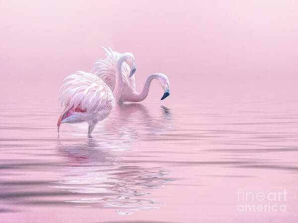 Flamingos Poster featuring the photograph Just The Two Of Us by Brian Tarr