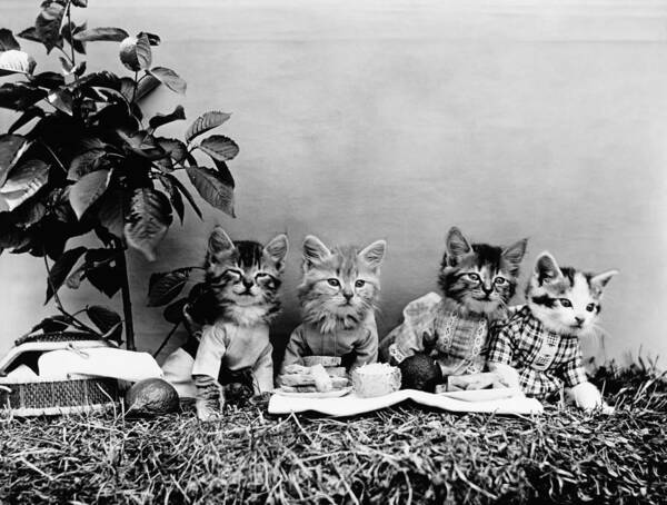 Cat Picnic Poster featuring the photograph Kittens Having A Picnic - Harry Whittier Frees by War Is Hell Store
