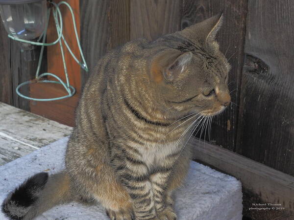 Animal Poster featuring the photograph Kitty Backyard by Richard Thomas