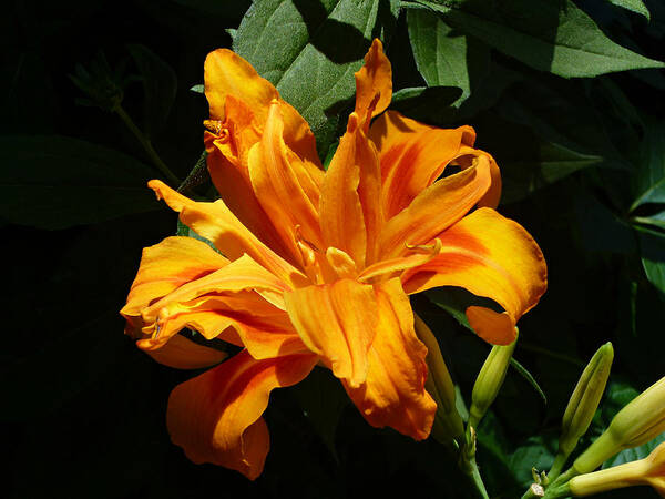 Orange Daylily Poster featuring the photograph Kwanso Double Orange Heirloom Daylily by Mike McBrayer