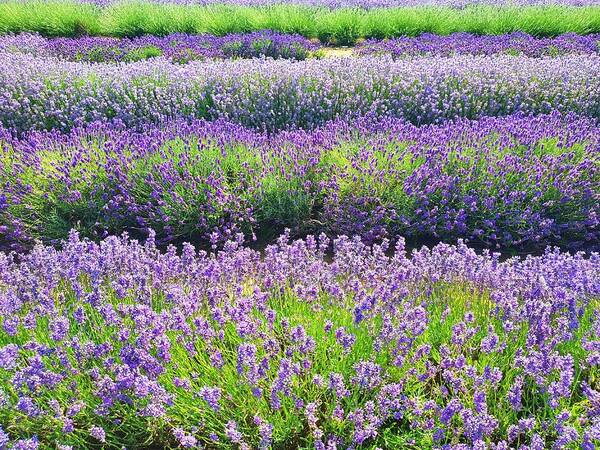Wildflowers Poster featuring the photograph English Lavender Fields by Andrea Whitaker