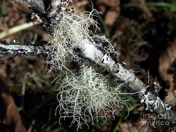 Tree Poster featuring the photograph Lichen Branch by Julie Rauscher