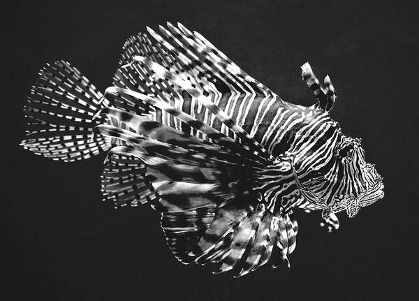 Lionfish Poster featuring the photograph Lionfish by Lucie Dumas