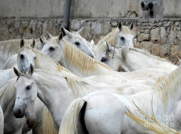 Lipica Stud Poster featuring the photograph Lipizzan mares of Lipica, #483 by Carien Schippers