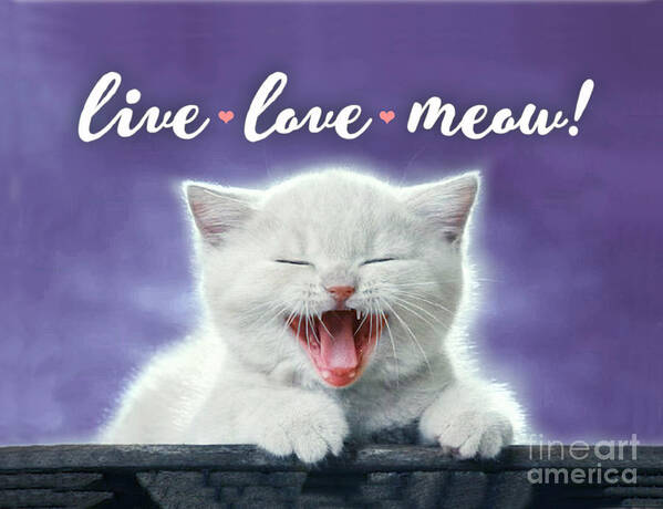 Cat Poster featuring the digital art Live Love Meow Purple by Evie Cook