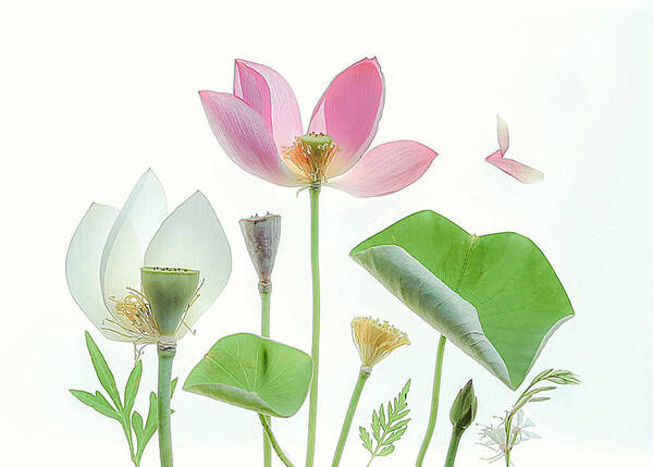 Lotus Poster featuring the photograph Lotus Garden by Fangping Zhou