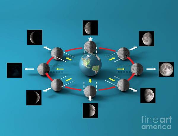 Artwork Poster featuring the photograph Lunar Cycle by Carlos Clarivan/science Photo Library