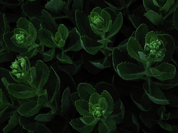 Black Background Poster featuring the photograph Macro View Of Green Flowers by Michael Duva