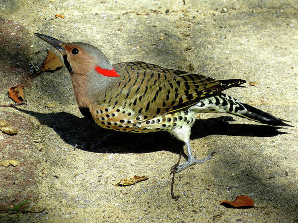 Birds Poster featuring the photograph Male Yellow-shafted Northern Flicker by Linda Stern