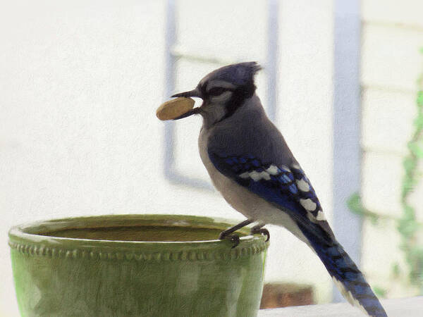 Blue Jay Poster featuring the photograph Mine - All Mine by Leslie Montgomery