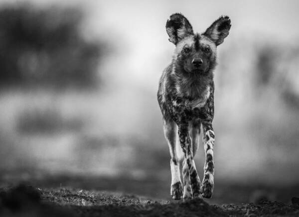 Monochrome Poster featuring the photograph Monochrome Wild Dog by Jaco Marx