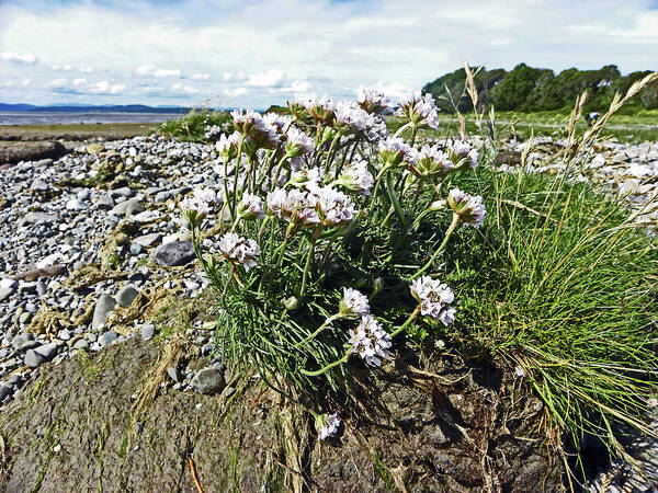 Morecambe Poster featuring the photograph MORECAMBE. Hest Bank. Sea Thrift. by Lachlan Main