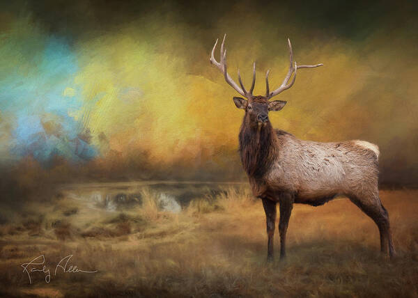 Bull Elk Poster featuring the photograph Morning Bugler by Randall Allen