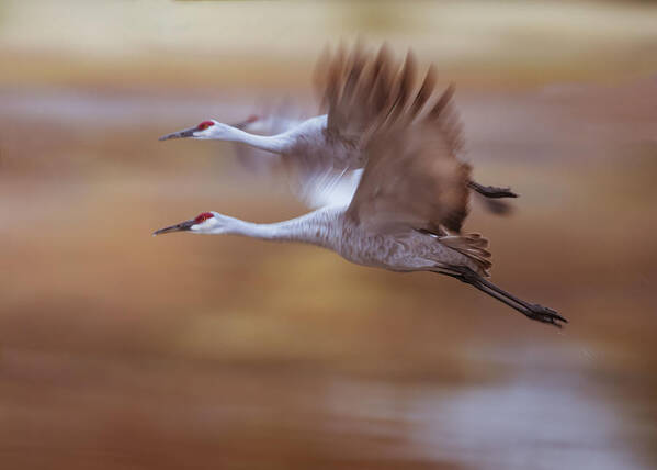 Sandhill Crane Poster featuring the photograph Morning Flying Out by Ming Chen