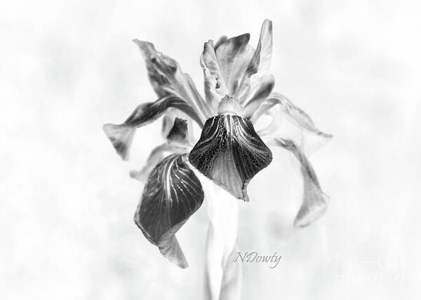 Mountain Lily Poster featuring the photograph Mountain Lily by Natalie Dowty