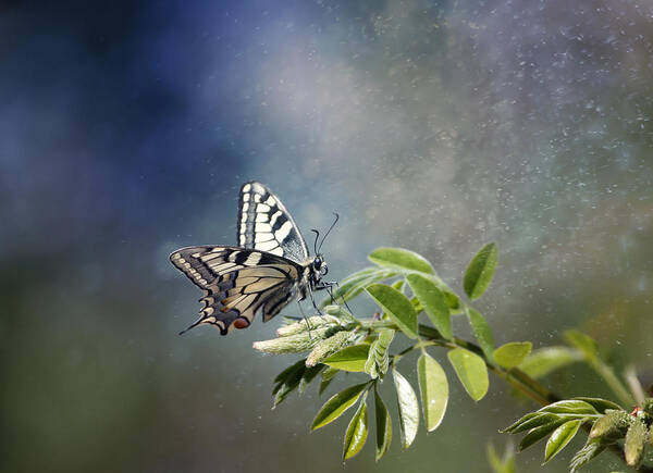 Butterfly Poster featuring the photograph My Personal Dream by Dragana Trajkovic