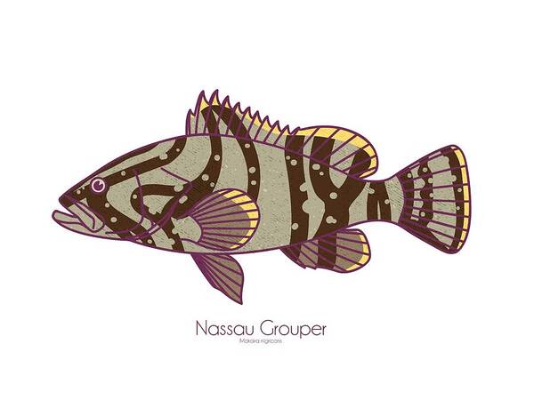 Nassau Grouper Poster featuring the digital art Nassau Grouper by Kevin Putman