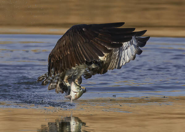 Bird Poster featuring the photograph Osprey Hunting by Johnny Chen
