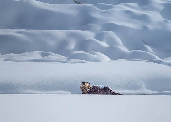 Otter Poster featuring the photograph Otter In Snow by Siyu And Wei Photography