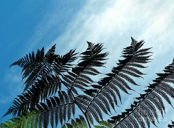 Palm Tree Poster featuring the photograph Palms Flying High by Rosanne Licciardi