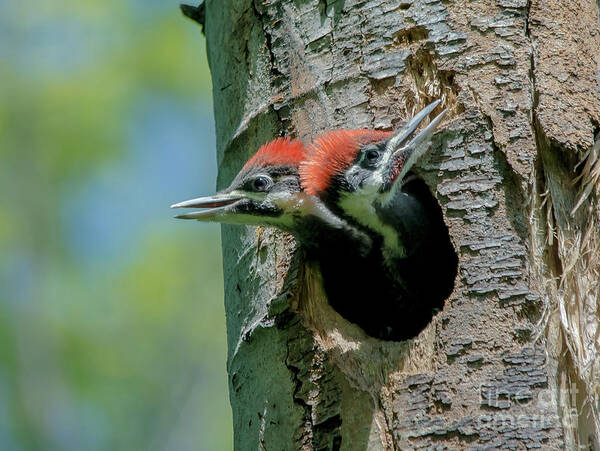 Cheryl Baxter Photography Poster featuring the photograph Pileated Woodpecker Chicks by Cheryl Baxter