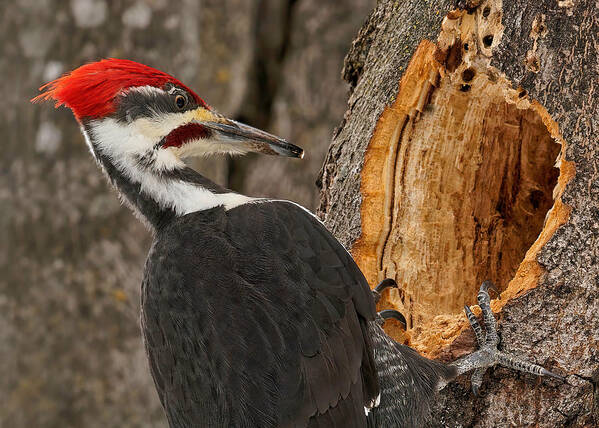 Nature Poster featuring the photograph Pileated Woodpecker Foraging by Lucie Gagnon