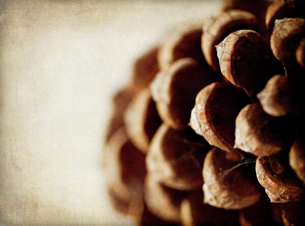 Photography Poster featuring the photograph Pine Cone by Jessica Rogers