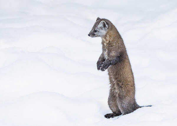 Animal Poster featuring the photograph Pine Marten 2 by Emma Zhao