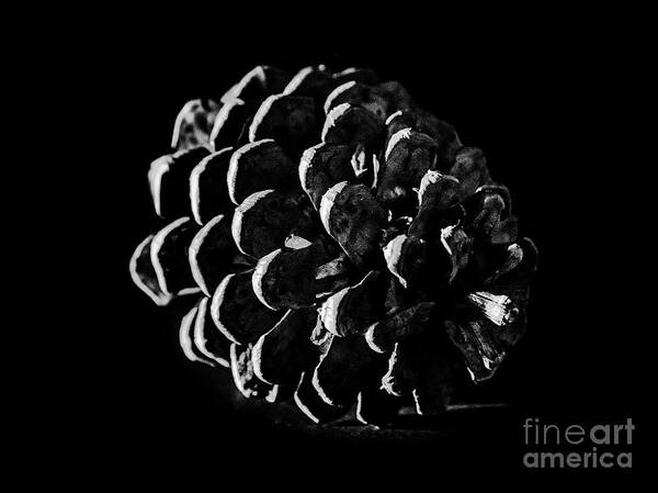 Pinecone Poster featuring the photograph Pinecone Penumbra by Melissa Lipton